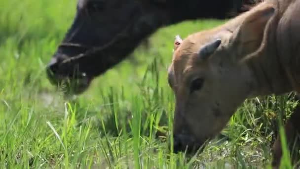 Troupeau de buffles d'eau broutant dans un champ — Video