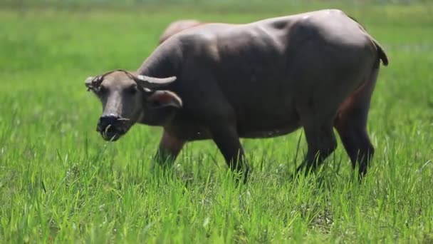 Besättning med vattenbufflar som betar i ett fält — Stockvideo