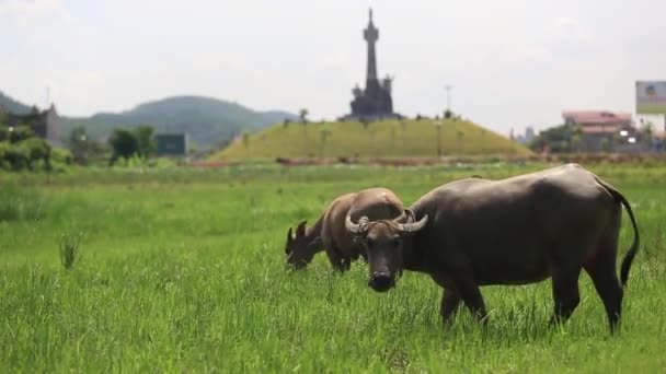 Manada de búfalos de água pastando em um campo — Vídeo de Stock