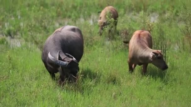 Troupeau de buffles d'eau broutant dans un champ 