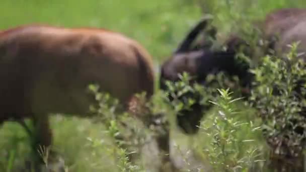 Troupeau de buffles d'eau broutant dans un champ — Video