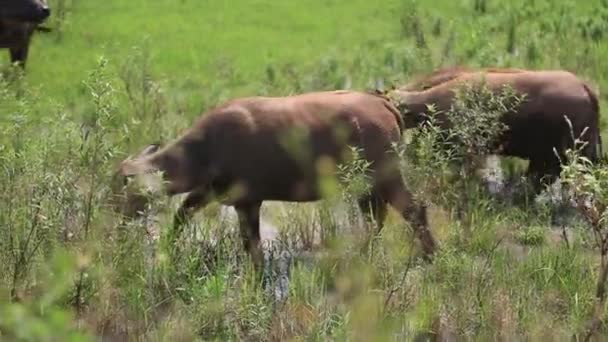 Troupeau Buffles Eau Broutant Dans Champ — Video