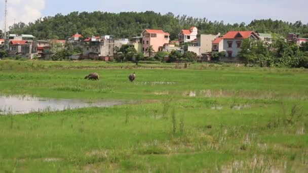 在田野里吃草的水牛 — 图库视频影像