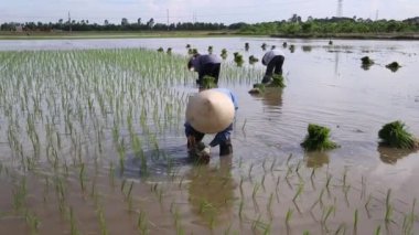 pirinç tarlaları Asya Grup Vietnam pirinç sahada çalışkan çiftçi