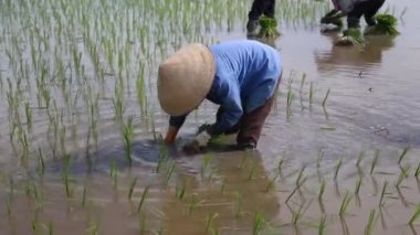 pirinç tarlaları Asya Grup Vietnam pirinç sahada çalışkan çiftçi