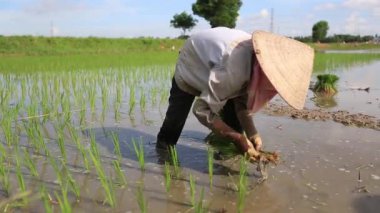 pirinç tarlaları Asya Grup Vietnam pirinç sahada çalışkan çiftçi