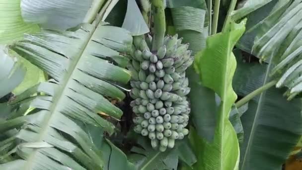 Bouquet de petites bananes vertes — Video