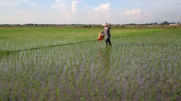 Pirinç tarlaları Asya Grup Vietnam pirinç sahada çalışkan çiftçi — Stok video
