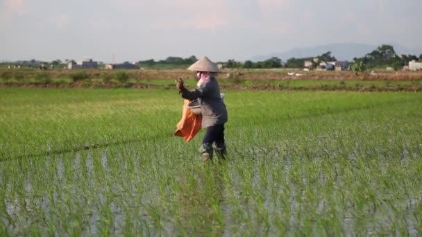 Reisfelder an eine Gruppe von Bauern, die hart auf einem Reisfeld in Vietnam arbeiten — Stockvideo