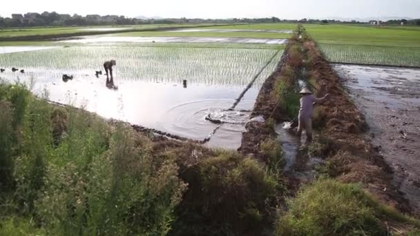 Risfälten i Asien grupp jordbrukare arbetar hårt på risfält i Vietnam — Stockvideo