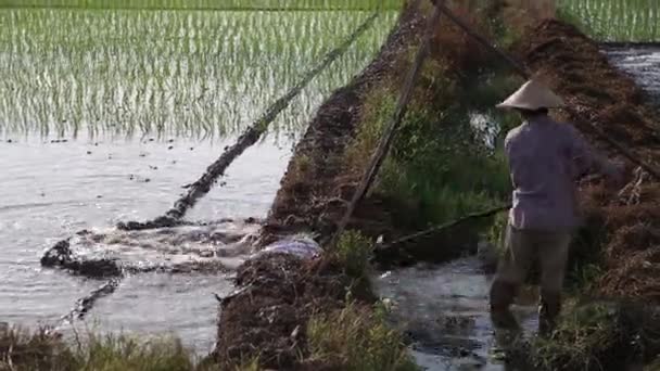 Risaie Asia Gruppo Agricoltori Che Lavorano Duramente Sulla Risaia Vietnam — Video Stock