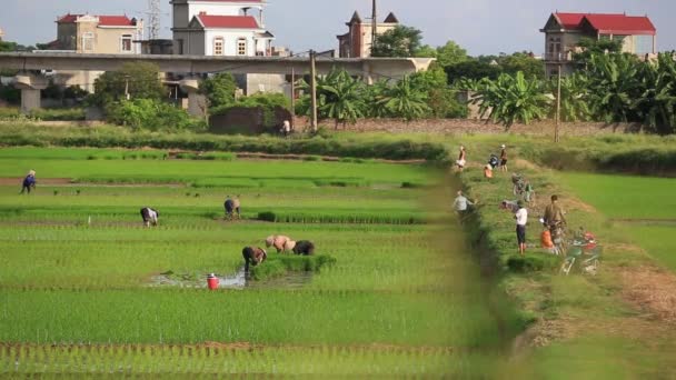 Asia csoporttal működő kemény-ra rizs mező Vietnamban mezőgazdasági termelő rizs mezők — Stock videók