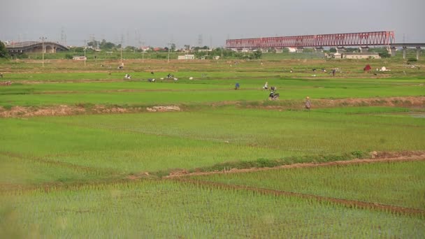 Рисові поля до Азії групи фермер працював над рисові поля у В'єтнамі — стокове відео
