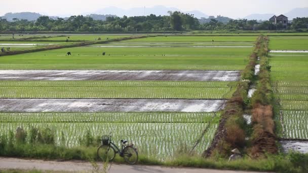 Risfälten i Asien grupp jordbrukare arbetar hårt på risfält i Vietnam — Stockvideo