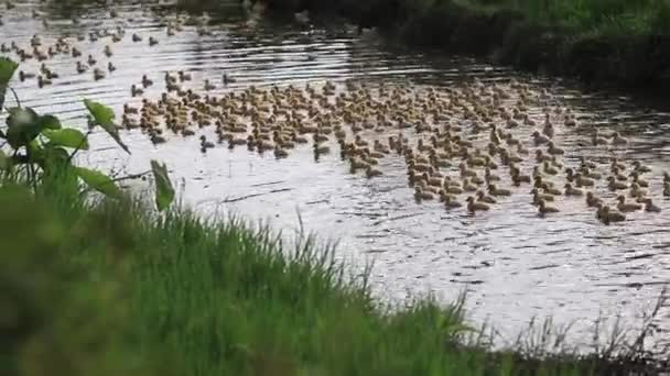 Rațe tinere care înoată în râu — Videoclip de stoc