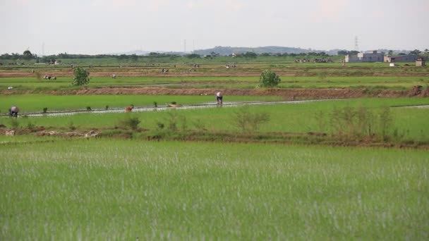 Reisfelder an eine Gruppe von Bauern, die hart auf einem Reisfeld in Vietnam arbeiten — Stockvideo