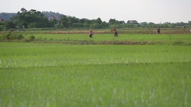 Rijstvelden naar Azië groep boer hard bezig met rijst veld in Vietnam — Stockvideo