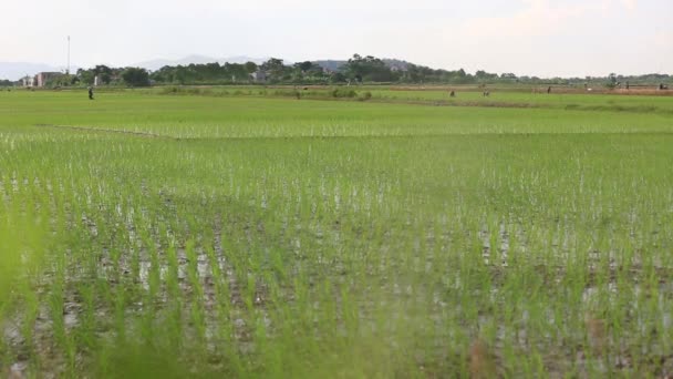 Rice fields to Asia Group of farmer working hard on rice field in Vietnam — Stock Video