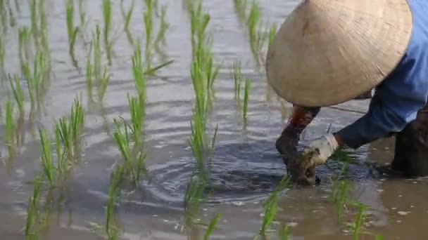 Rijstvelden Naar Azië Groep Boer Hard Bezig Met Rijst Veld — Stockvideo