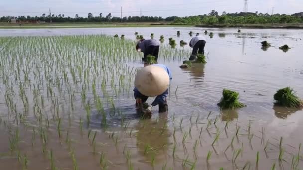 Campos de arroz para a Ásia Grupo de agricultores trabalhando duro no campo de arroz no Vietnã — Vídeo de Stock