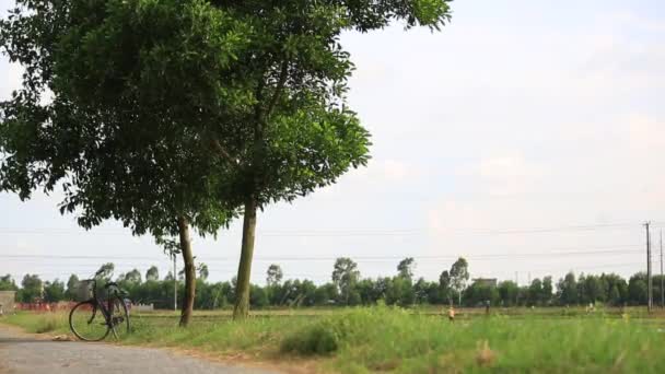 Risfälten i Asien grupp jordbrukare arbetar hårt på risfält i Vietnam — Stockvideo