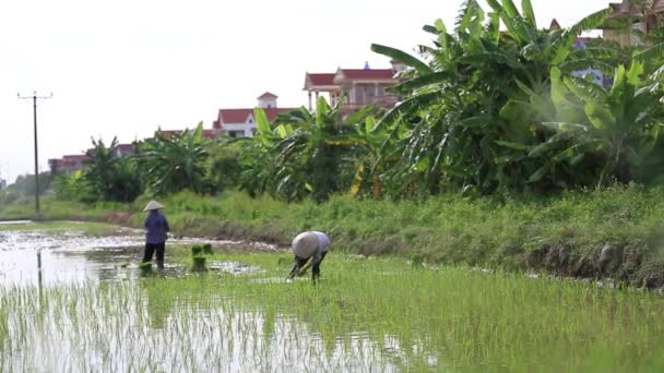 Risfälten i Asien grupp jordbrukare arbetar hårt på risfält i Vietnam — Stockvideo