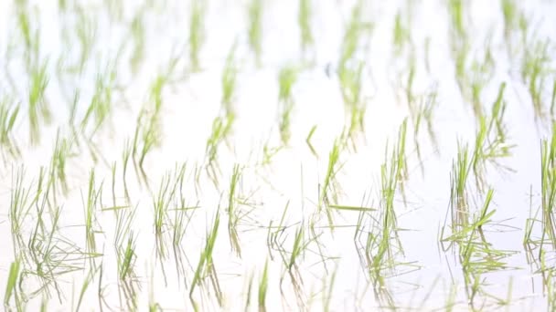 Rijstvelden naar Azië groep boer hard bezig met rijst veld in Vietnam — Stockvideo