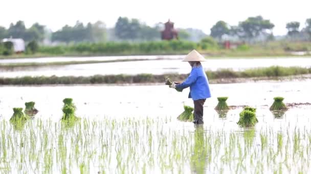 Campos de arroz a Asia Grupo de agricultores que trabajan duro en el campo de arroz en Vietnam — Vídeos de Stock