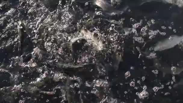 Granja trucha invierno agujero de hielo peces lago — Vídeo de stock