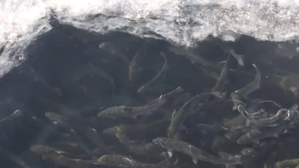 Fazenda truta inverno gelo buraco peixe lago — Vídeo de Stock