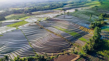 Tegallalang Köyü, Ubud, Bali, Endonezya gün ışığına güzel pirinç terasları yakınındaki.