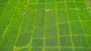 Tegallalang Köyü, Ubud, Bali, Endonezya gün ışığına güzel pirinç terasları yakınındaki.