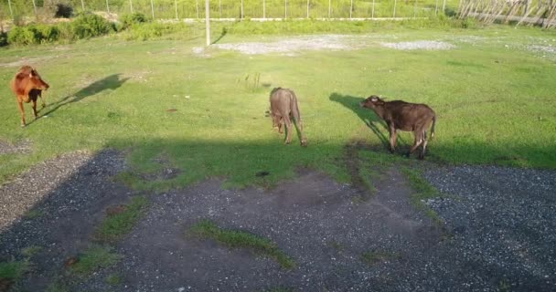 Along meadows in Abkhazia, herd cows walking. Beautiful view high mountains, glaciers, greenery. — Stock Video