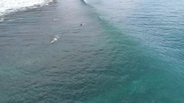 Surfista paseo en olas en la puesta de sol del océano, vista superior — Vídeo de stock