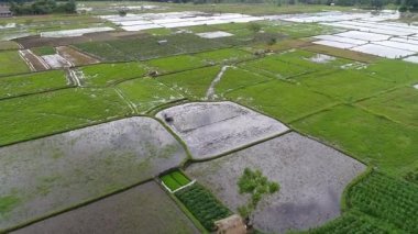 ördek yavrusu pirinç alanları güzel pirinç terasları sabah Tegallalang köyü yakınlarında ışık Ubud, Bali, Endonezya.