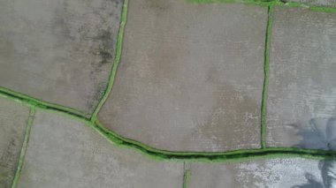 Tegallalang Köyü, Ubud, Bali, Endonezya gün ışığına güzel pirinç terasları yakınındaki.