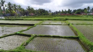 Tegallalang Köyü, Ubud, Bali, Endonezya gün ışığına güzel pirinç terasları yakınındaki.