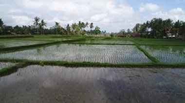 Tegallalang Köyü, Ubud, Bali, Endonezya güzel pirinç terasları sabahları hafif yakınındaki.