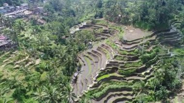 Tegallalang Köyü, Ubud, Bali, Endonezya gün ışığına güzel pirinç terasları yakınındaki.