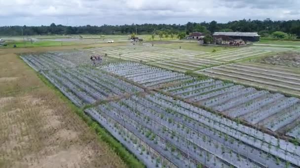 Krásné rýžové terasy v ranním světle poblíž Tegallalang vesnice, Ubud, Bali, Indonésie. — Stock video