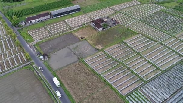 Belos terraços de arroz na luz da manhã perto da aldeia de Tegallalang, Ubud, Bali, Indonésia . — Vídeo de Stock