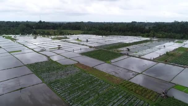 Hermosas terrazas de arroz en la luz de la mañana cerca del pueblo de Tegallalang, Ubud, Bali, Indonesia . — Vídeos de Stock