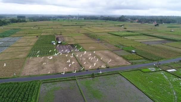 Patitos en campos de arroz Hermosas terrazas de arroz en la luz de la mañana cerca de la aldea de Tegallalang, Ubud, Bali, Indonesia . — Vídeos de Stock