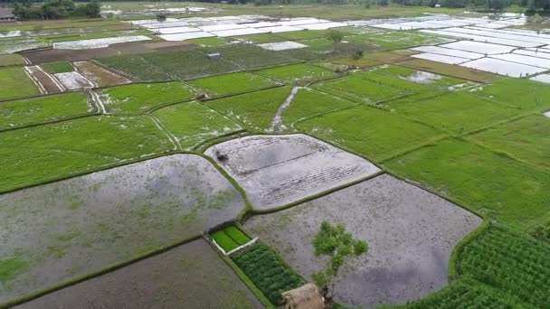 Ankungar i ris fält vackra risterrasserna i morgonljus som nära Tegallalang village, Ubud, Bali, Indonesien. — Stockvideo