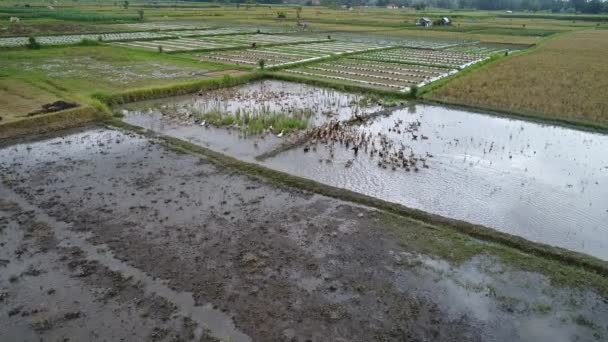 Canetons dans les rizières Belles terrasses de riz dans la lumière du matin près du village de Tegallalang, Ubud, Bali, Indonésie . — Video