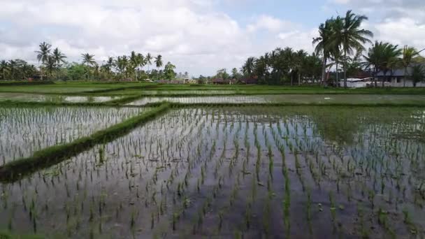 밝은 아침에 아름 다운 쌀 테라스 근처 Tegallalang 마을, 우 붓, 발리, 인도네시아. — 비디오