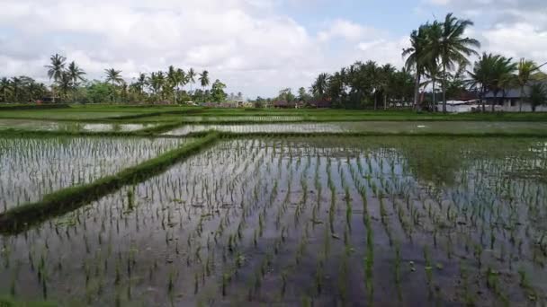 Hermosas terrazas de arroz en la luz de la mañana cerca del pueblo de Tegallalang, Ubud, Bali, Indonesia . — Vídeos de Stock