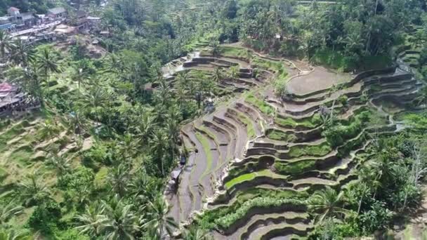 Prachtige rijstvelden in ochtend licht in de buurt van Tegallalang dorp, Ubud, Bali, Indonesië. — Stockvideo