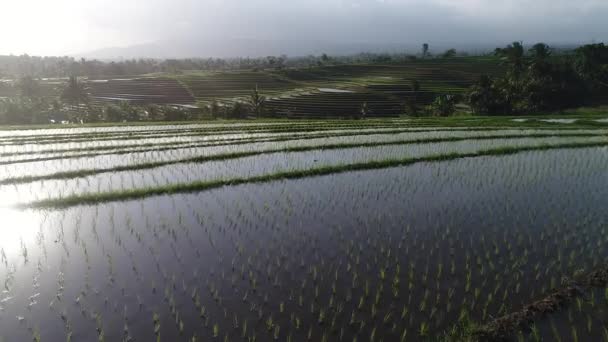 Prachtige rijstvelden in ochtend licht in de buurt van Tegallalang dorp, Ubud, Bali, Indonesië. — Stockvideo