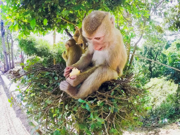 Monyet makan kue tai tampilan depan — Stok Foto